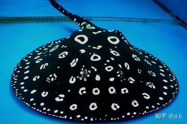 皇冠黑白魟魚黑色變淺了
