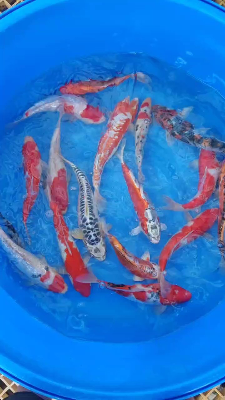 這一盆咋樣