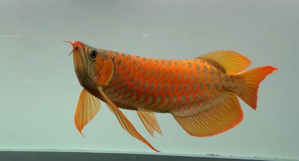 各種龍魚圖片大全大圖視頻