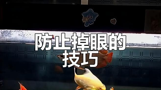 龍魚魚缸燈的擺放位置
