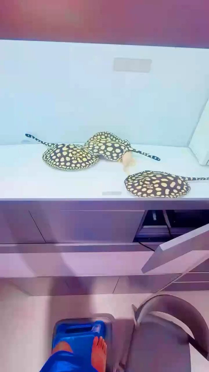 龍魚多大算成年魚了：龍魚多大算成年魚