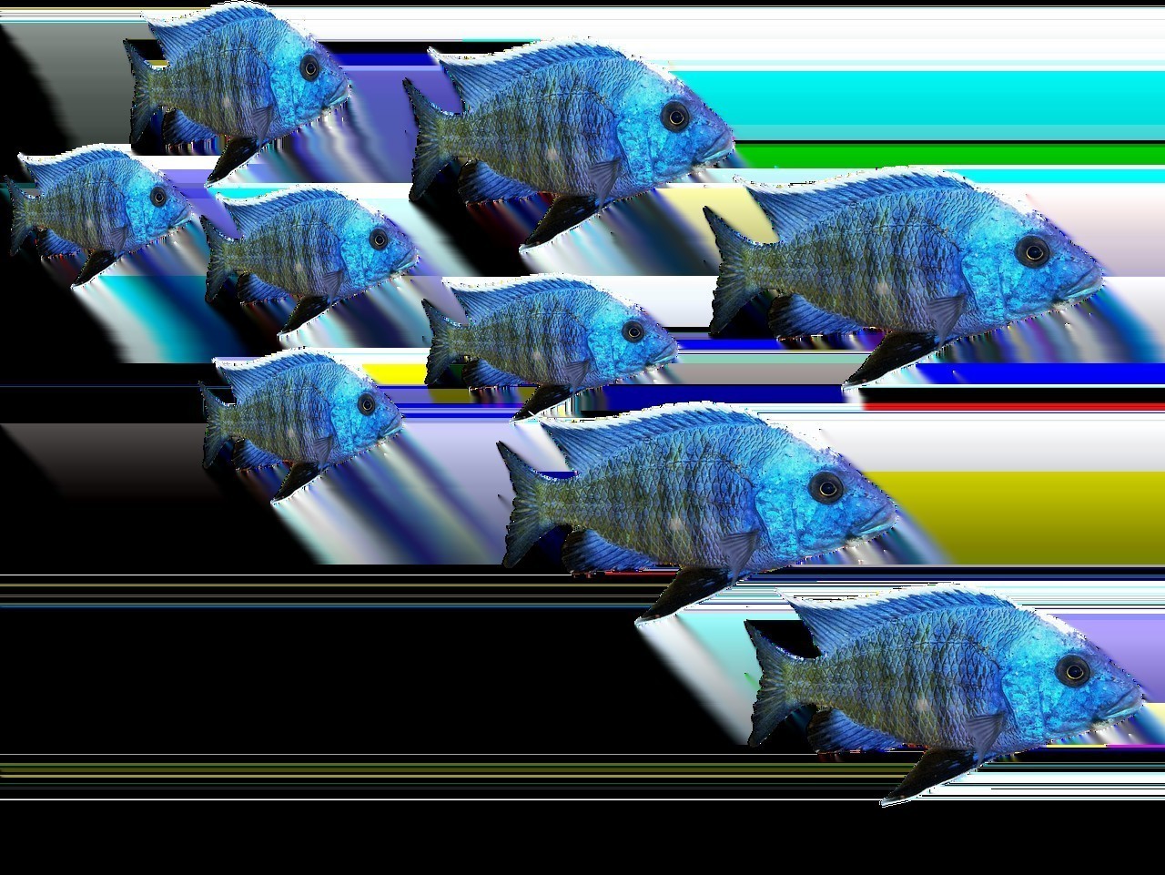 七彩淡水魚
