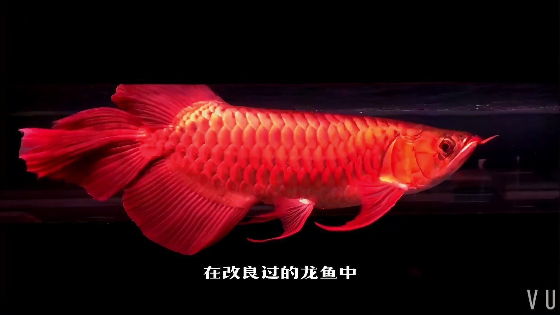 如何辨別真假祥龍漁場龍魚？
