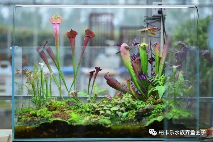 廢舊魚(yú)缸妙用100種