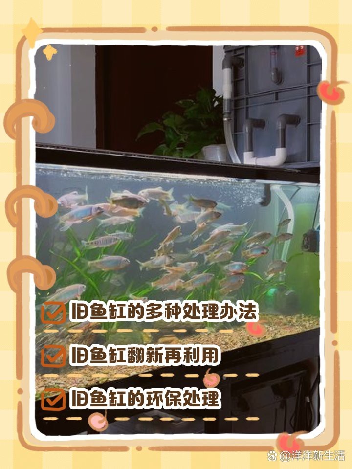 廢舊魚(yú)缸妙用100種