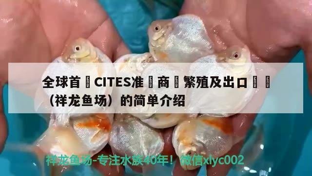 祥龍魚場在全球的市場份額是多少？