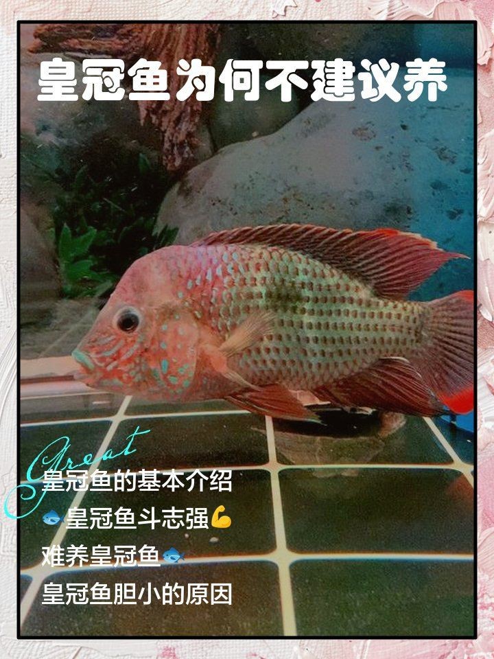 皇冠魚為何不建議養 龍魚論壇 第3張 皇冠魚為何不建議養 皇冠魚為何不建議養 龍魚論壇 第3張