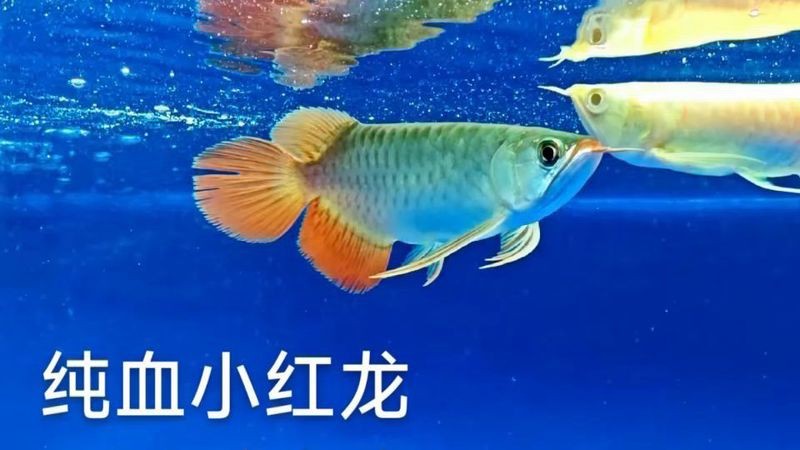 紅龍魚認主人的原因
