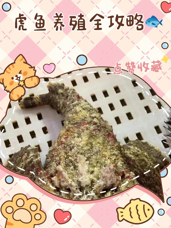 如何優(yōu)化龍魚和虎魚混養(yǎng)環(huán)境？
