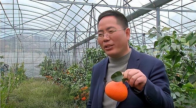 紅美人產(chǎn)自哪里