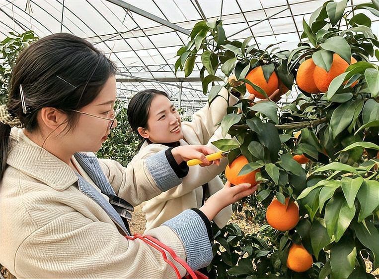 紅美人產(chǎn)自哪里