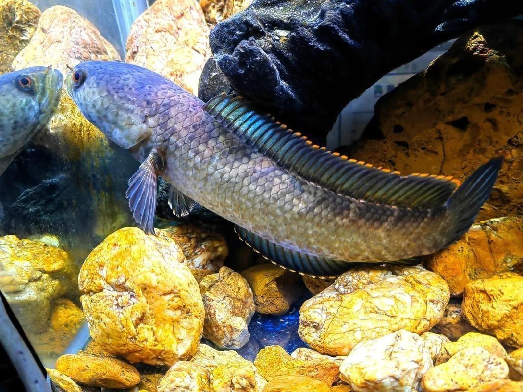 彩虹雷龍魚(yú)好養(yǎng)嗎怎么養(yǎng)