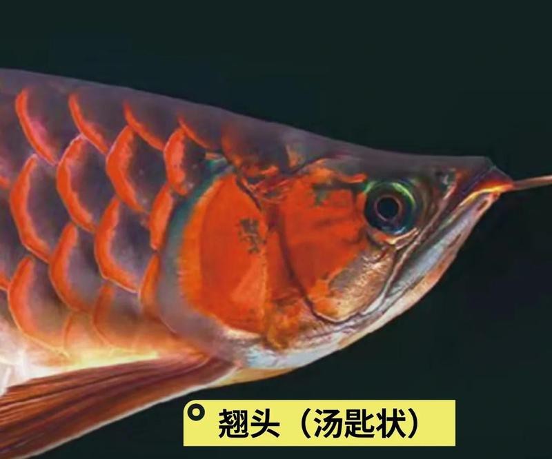 紅龍魚翹頭和翹嘴的區別是什么