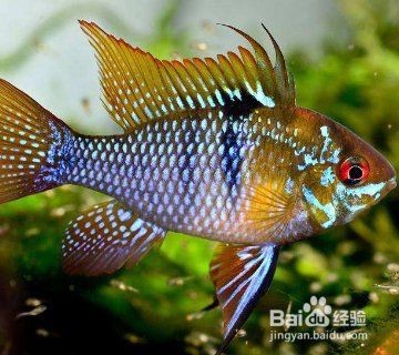 荷蘭鳳凰魚的優(yōu)缺點(diǎn)