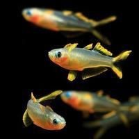 荷蘭鳳凰魚的優(yōu)缺點(diǎn)