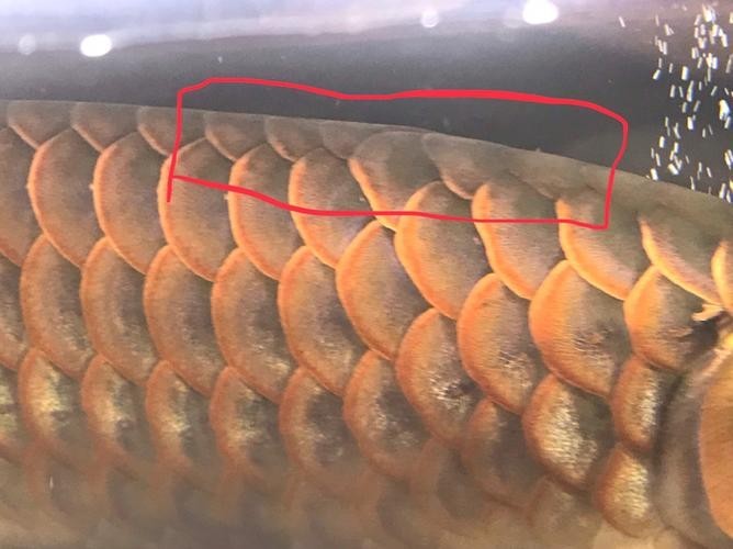 龍魚水霉病最好的治療方法圖片大全