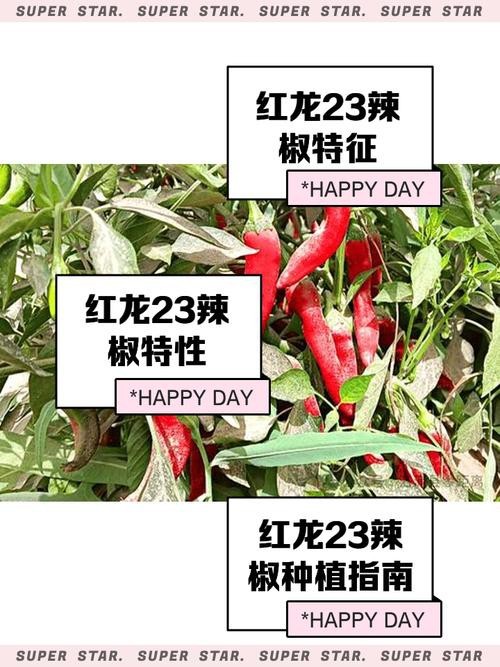 如何辨別真假紅龍23色素辣椒？