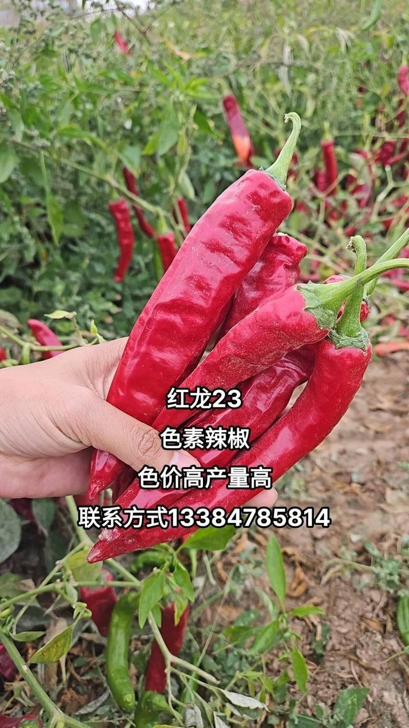 如何辨別真假紅龍23色素辣椒？
