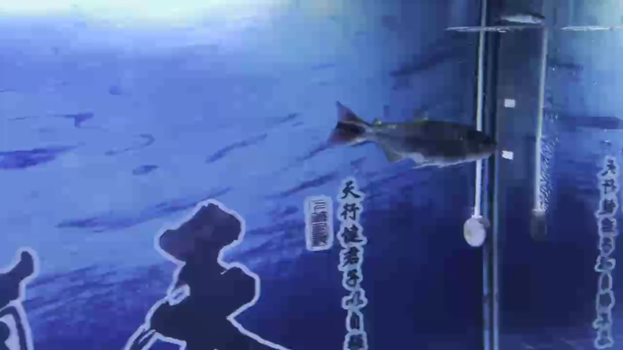 觀賞魚 熱帶魚 虎魚