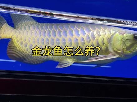 過背金龍魚圖片欣賞圖