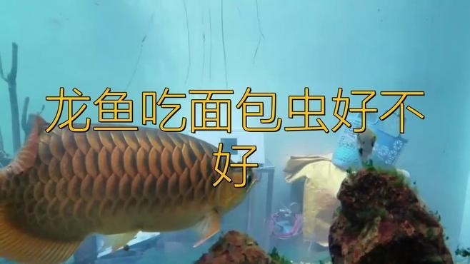 龍魚能吃面包蟲嗎