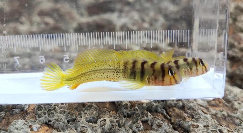 青島海魚品種