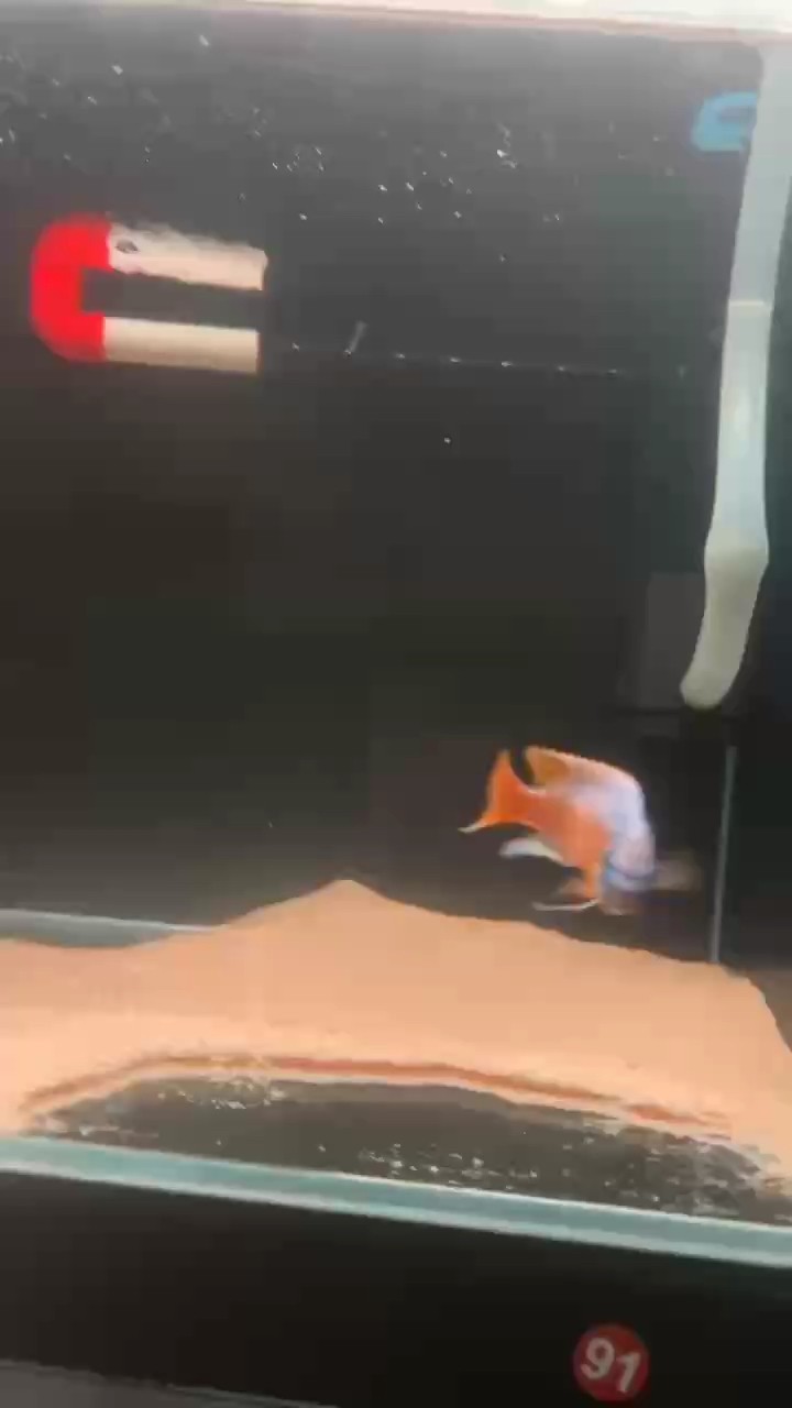 野生卡塔樂小丑