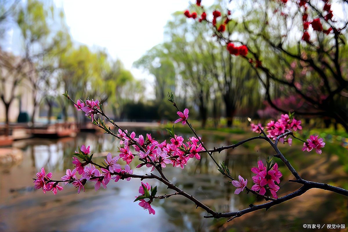 青龍棒魚最忌三種