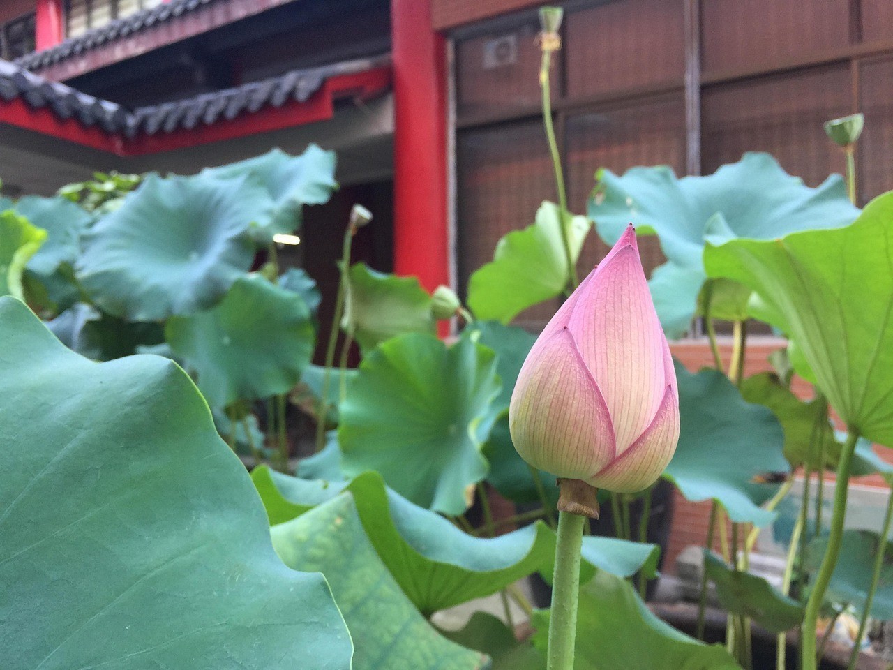 龍須貓魚混養(yǎng)最簡(jiǎn)單三個(gè)步驟