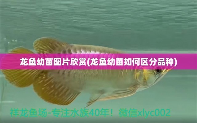 鐵西區海底森林水族館：鐵西區海底森林水族館電話