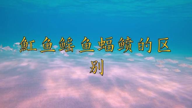 蝠鲼,鰩魚,魟魚的區別