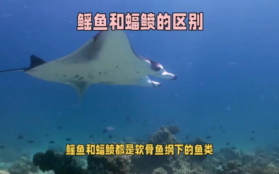 蝠鲼,鰩魚,魟魚的區別