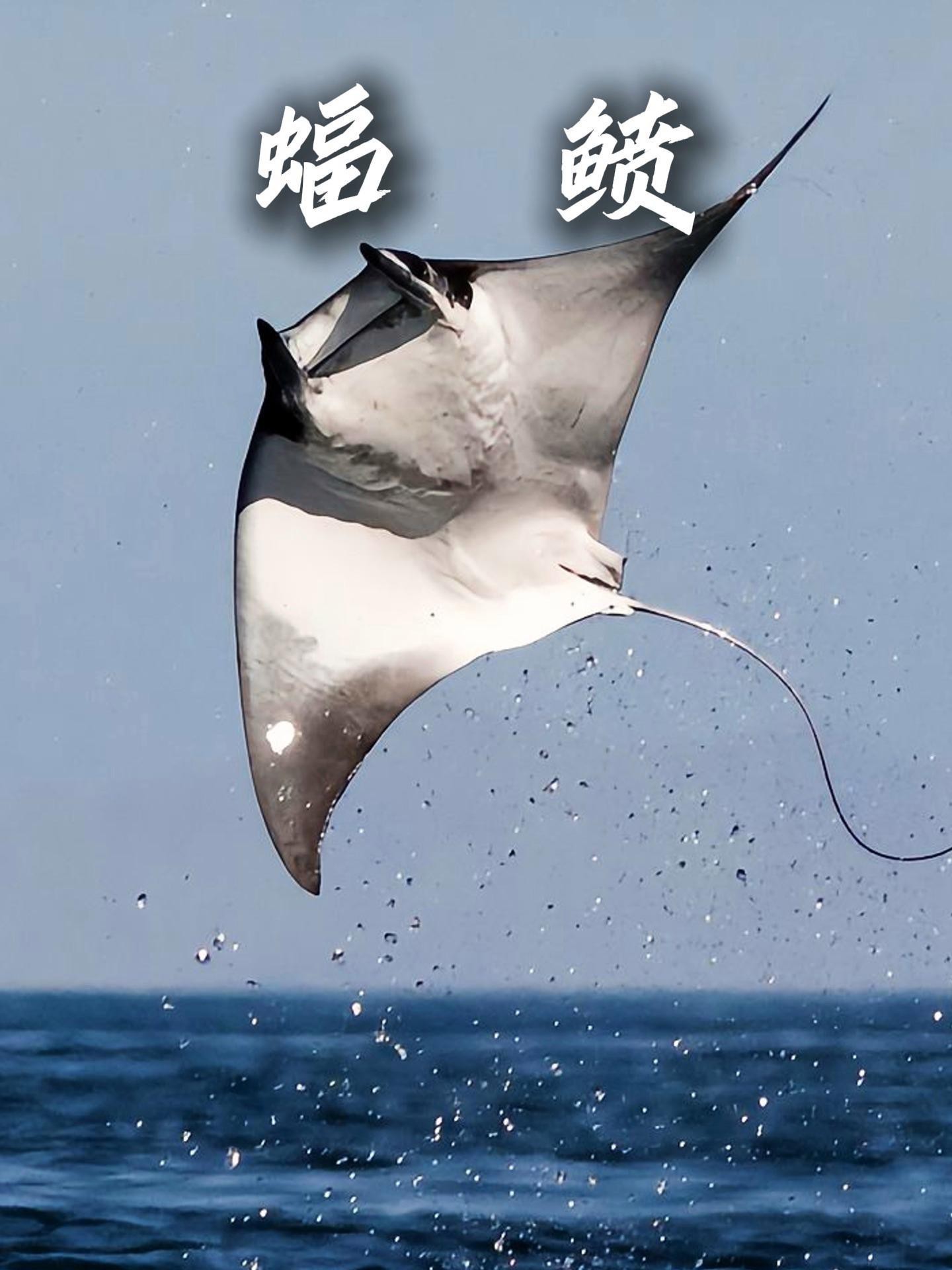 蝠鲼,鰩魚,魟魚的區別