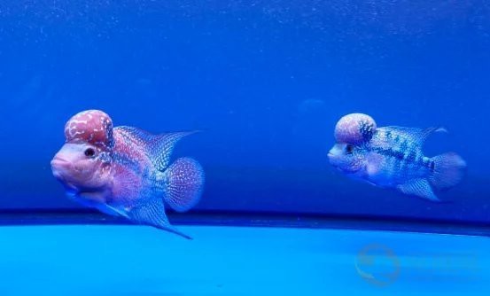 白金龍魚多少錢一只，，白金龍魚多少錢一只