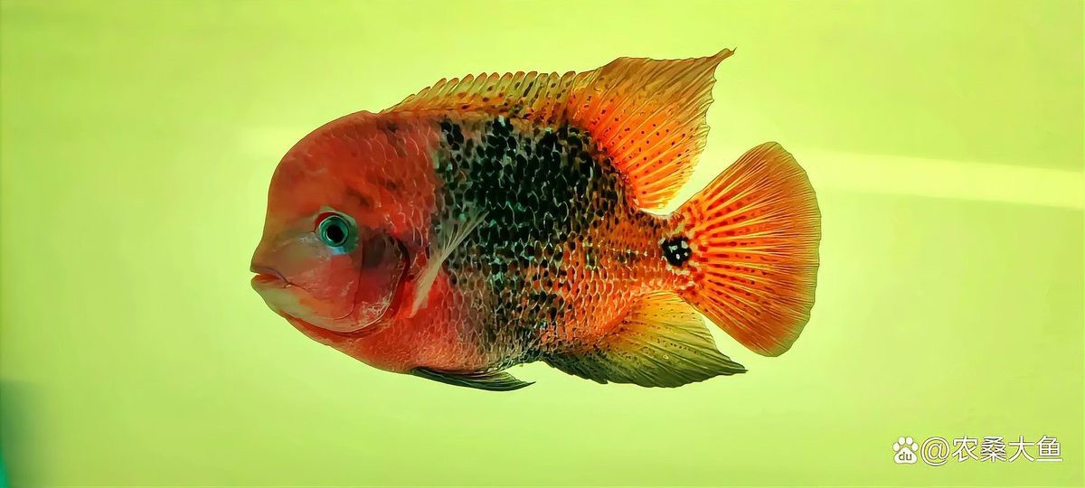 十大最貴羅漢魚品種