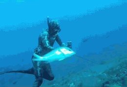 石斑魚為什么這么貴