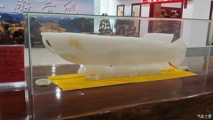 銀龍魚發(fā)色過程圖解視頻(銀龍魚顏色怎么發(fā)青)