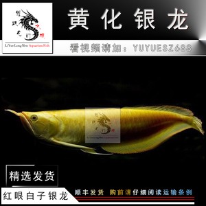 魚(yú)缸有綠藻養(yǎng)什么魚(yú)能消除（如何清除魚(yú)缸綠藻的生活習(xí)性）