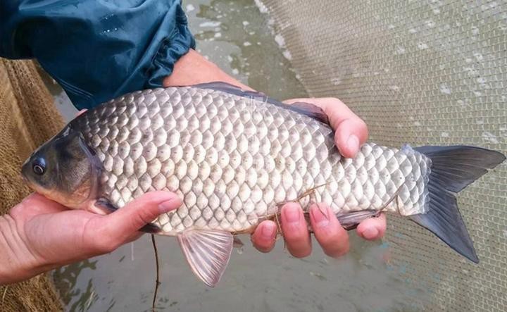 檸檬鯽幼魚喂什么食物好