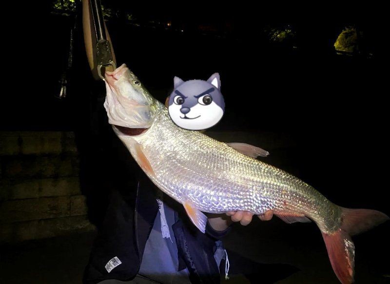 紅尾魚最大長多少斤