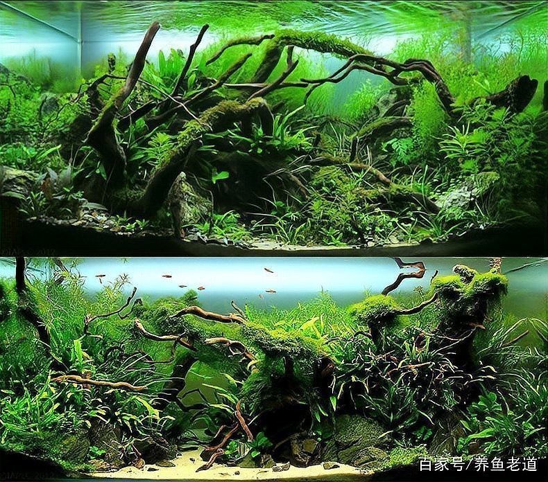魚缸放沉木的利弊