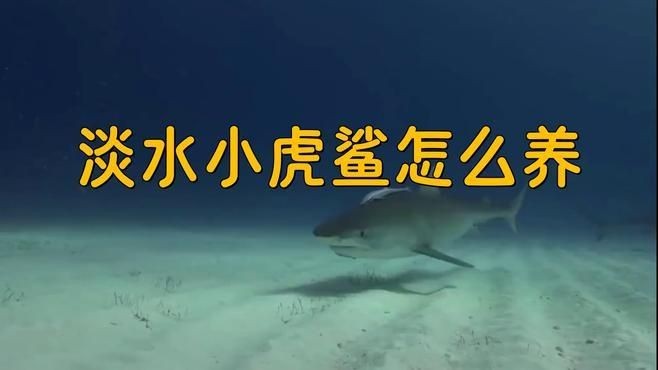 虎紋鴨嘴鯊魚最簡單養法視頻