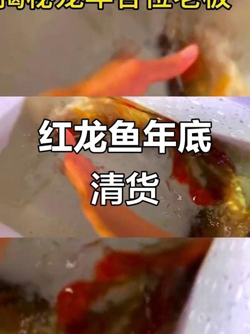 龍魚(yú)喂什么發(fā)色最好圖片
