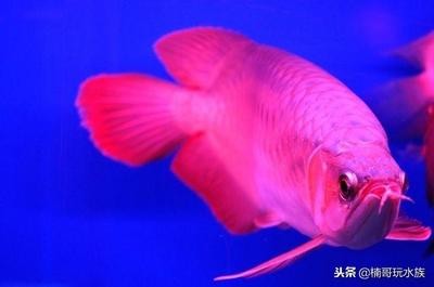 關于銀龍魚的問題