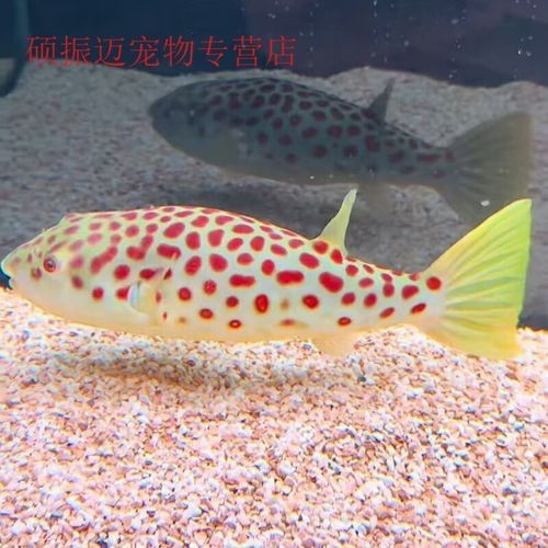 紅圓點狗頭幼犬圖片