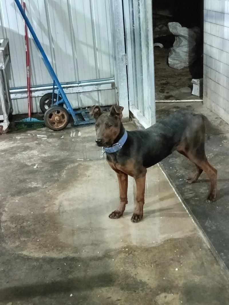 紅圓點狗頭幼犬圖片
