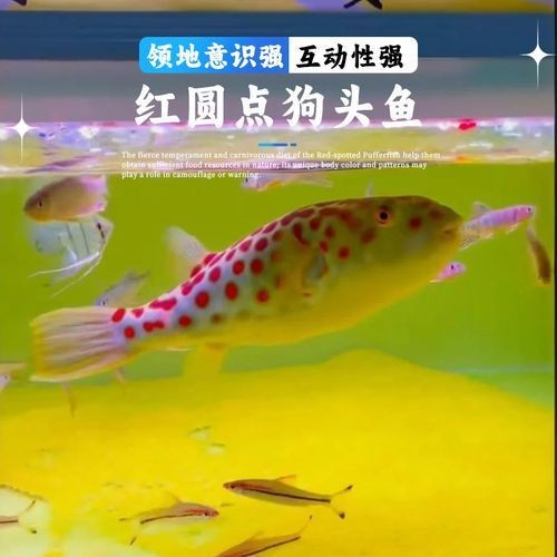 紅圓點狗頭幼犬圖片