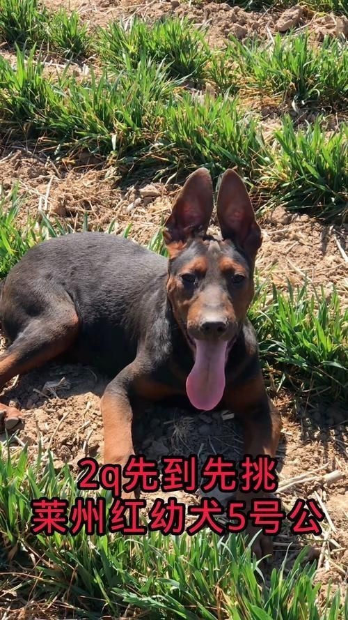 紅圓點狗頭幼犬圖片