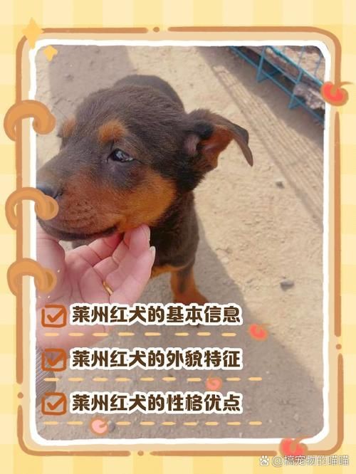 紅圓點狗頭幼犬圖片