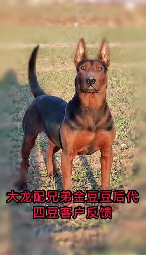 紅圓點狗頭幼犬圖片